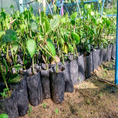 Plântula plástica que planta sacos com os instrumentos das clínicas da emergência dos furos